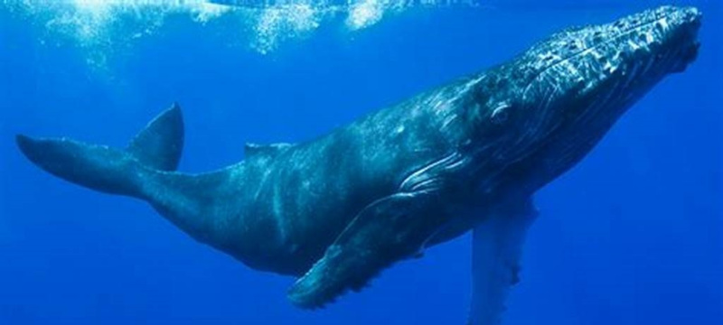 Une grande baleine bleue dans l’océan