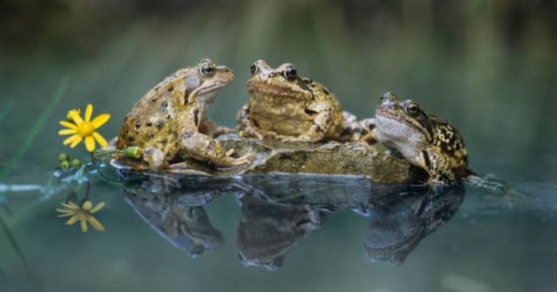 Trois grenouilles posées au bord de l’eau