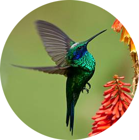 Colibri