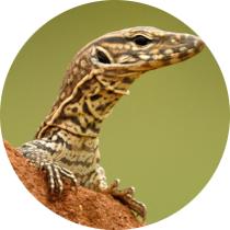 Lézard