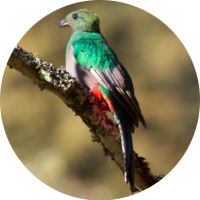 Quetzal