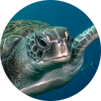 Tortue