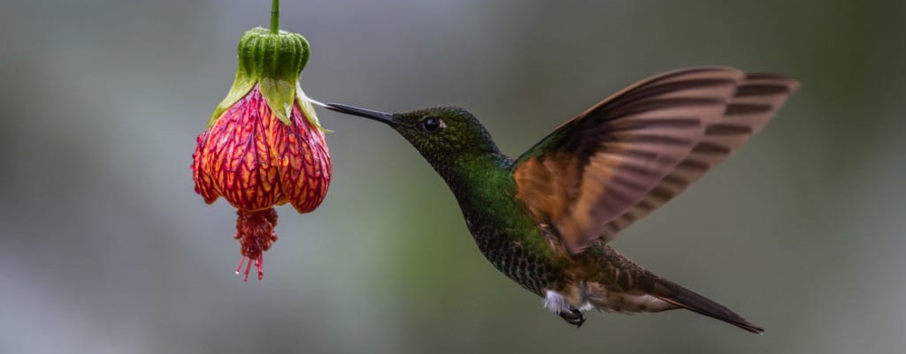 Un colibri en train de butiner une fleur