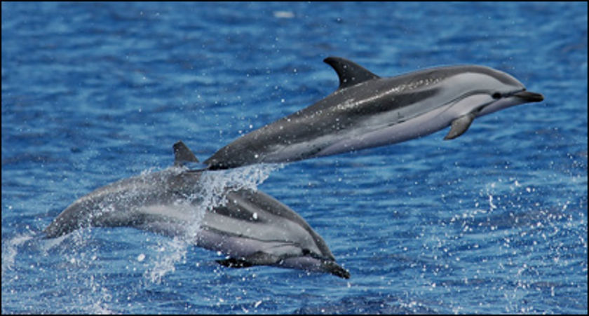 Deux dauphins sautent ensemble