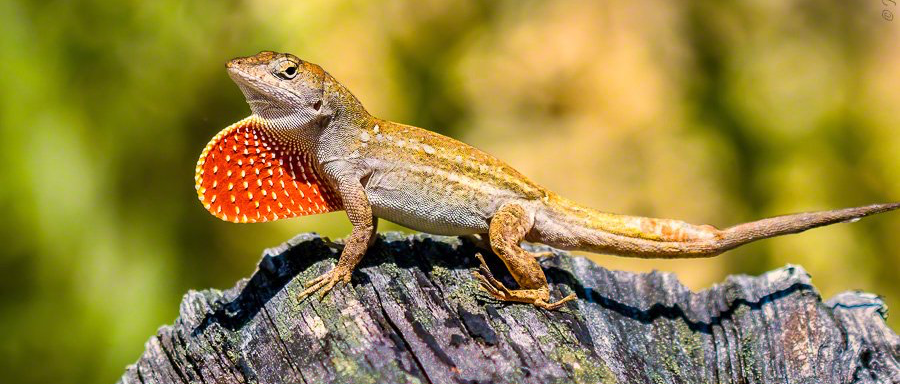 Un lézard à fière allure