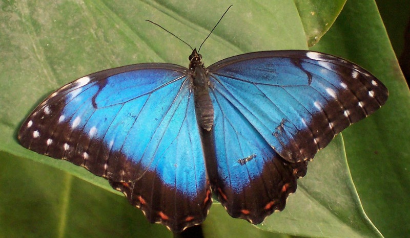 Un papillon bleu dans toute sa splendeur