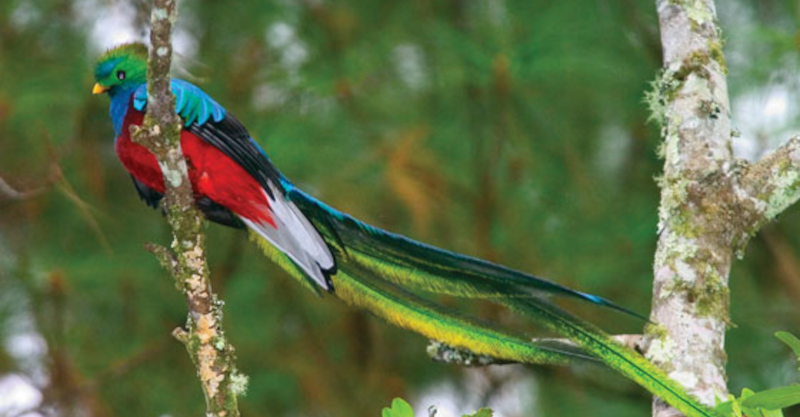 Un quetzal posé sur sa branche